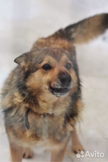 Собака в ответственные руки