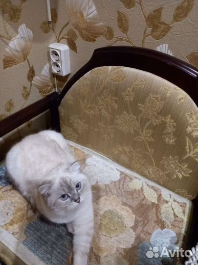 Кошка серебристая шиншилла