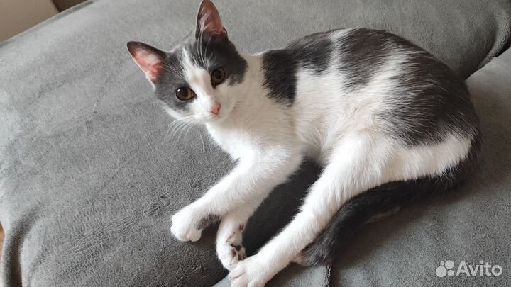 Котик в добрые руки