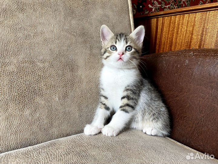 Котёнок мальчик