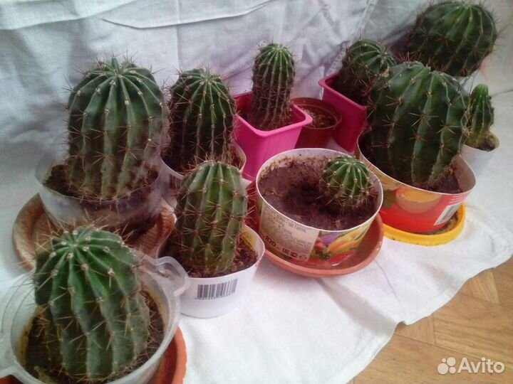 Кактусы