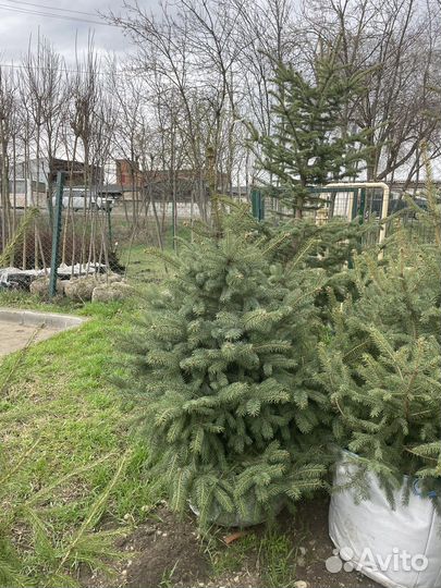 Ель Голубая Глаука