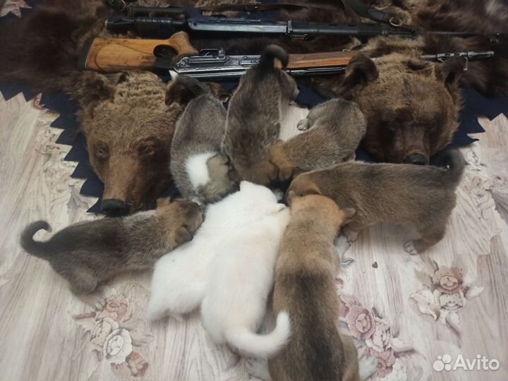 Продаю щенков западно сибирской лайки