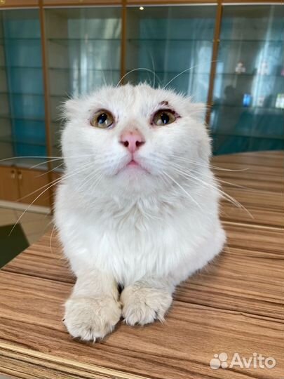 Коты в добрые руки