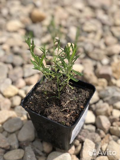 Лаванда Узколистная Хидкот р9
