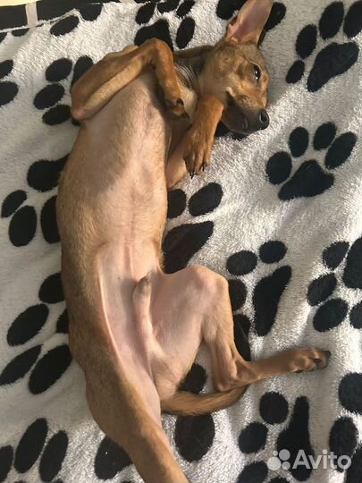 Щенок 7-8мес