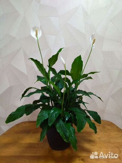 Спатифиллум