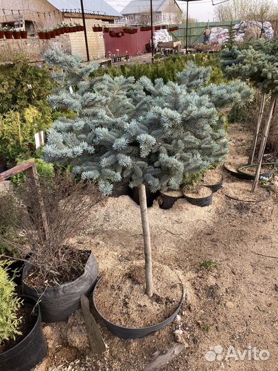 Ель глаука глобоза из питомника