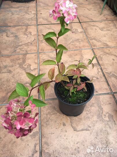 Гортензия крупнолистная