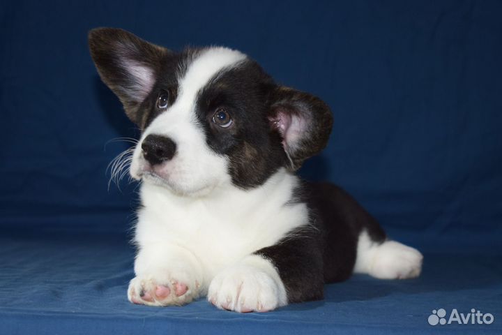 Щенки Вельш корги Кардиган