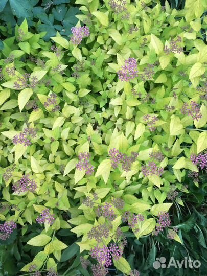 Садовые многолетники