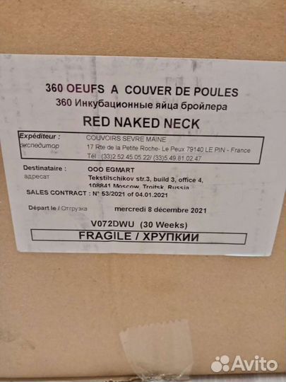 Европейский бройлер росс 308