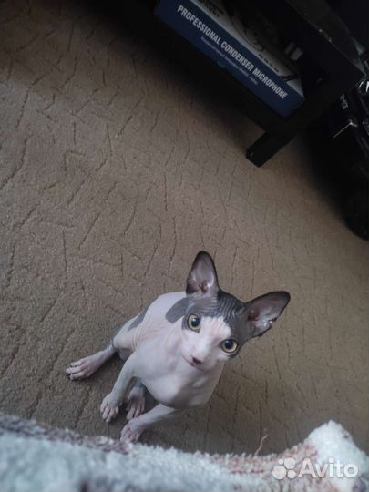 Кошка сфинкс