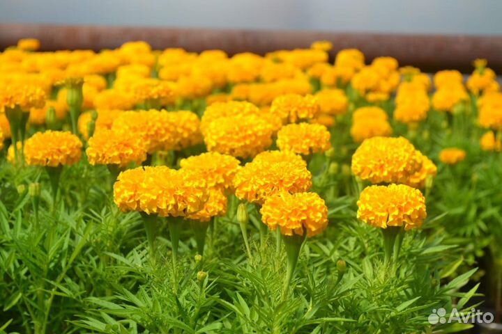 Цветущая рассада петунии,растения,цветы из теплицы