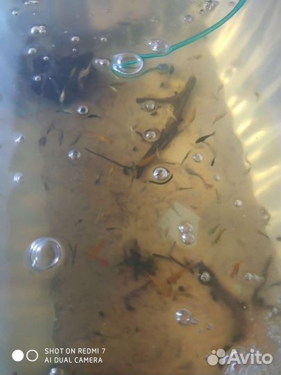 Аквариумные рыбки