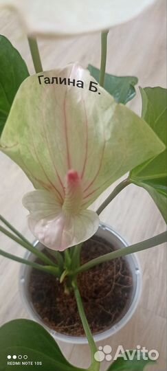 Антуриум Фентези Лав