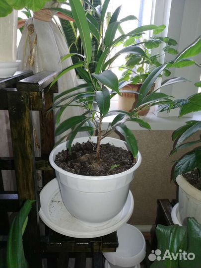 Замиокулькас