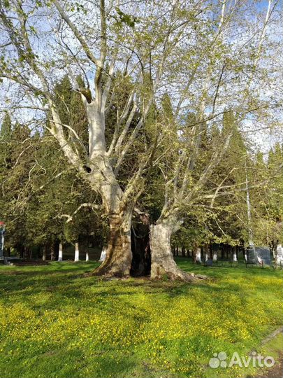 Супер-экскурсия в пещеру Хабю