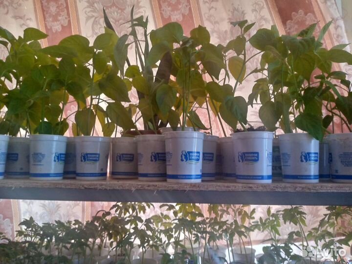 Рассада сладкого перца