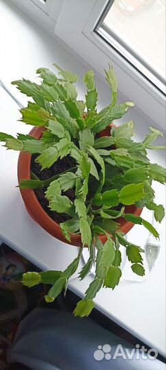 Цветок декабрист