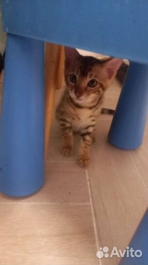 Бенгальская