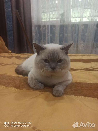 Шотландский прямоухий кот на вязку с родословной