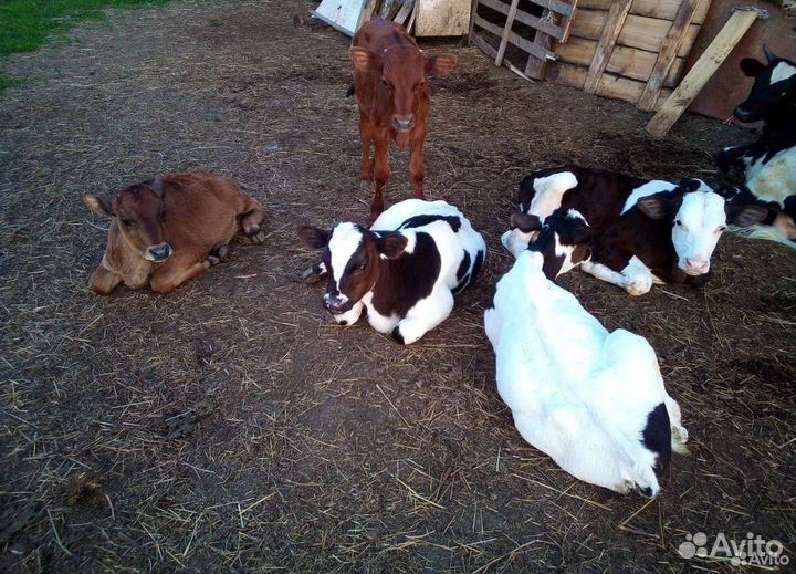 С Бычки разных пород от 1 до 12 мес