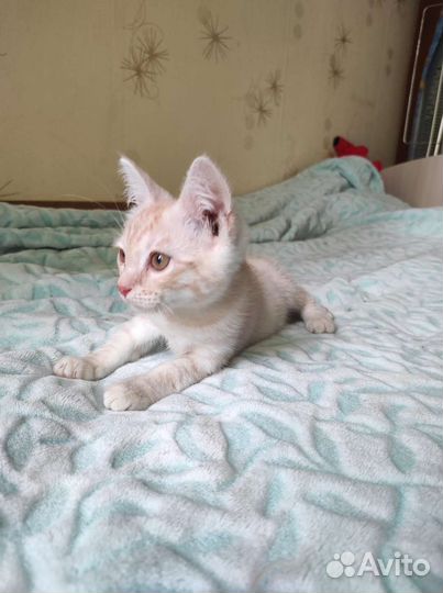 Котенок ищет дом