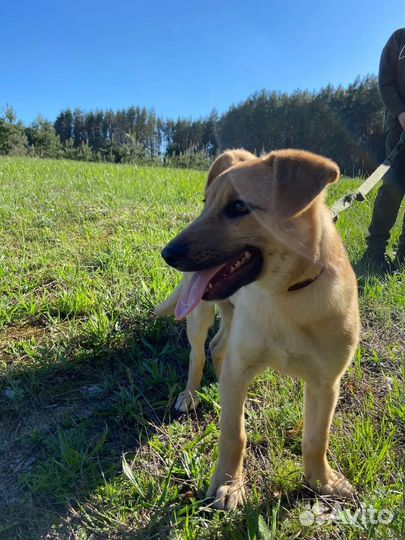 Щенок Мишка