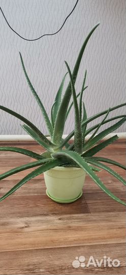 Алое вера растение