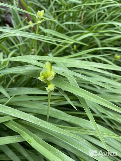 Растения для сада