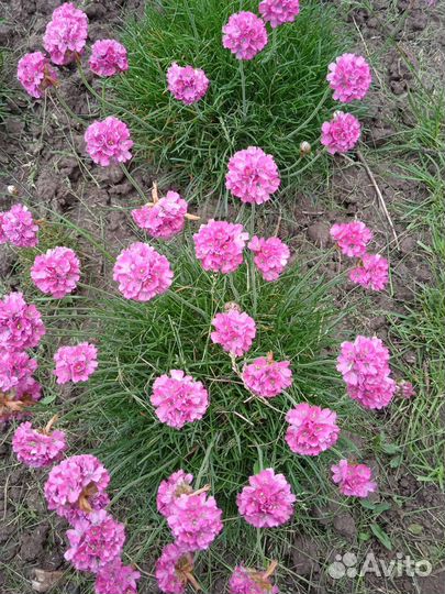 Цветы для дачи