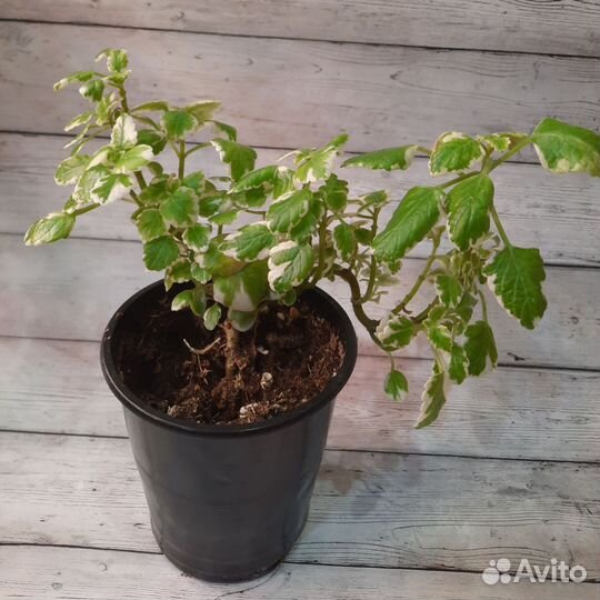 Плектрантус