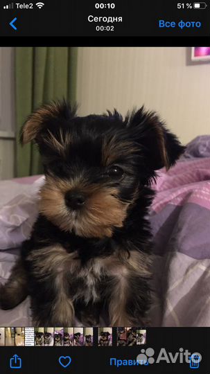 Йоркширский терьер