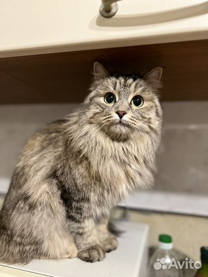 Кошечка в добрые ручки