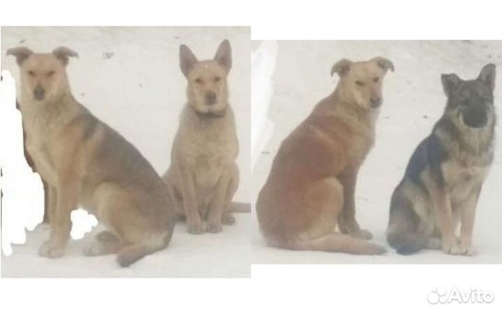 Собака, пёс