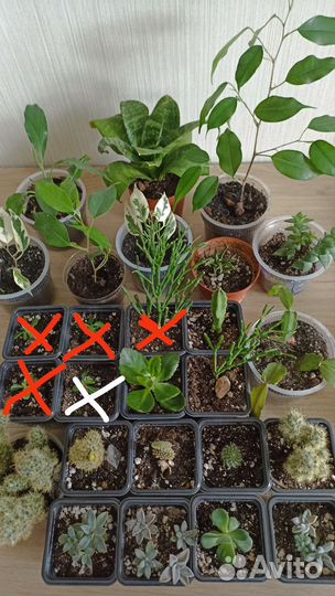 Комнатные растения