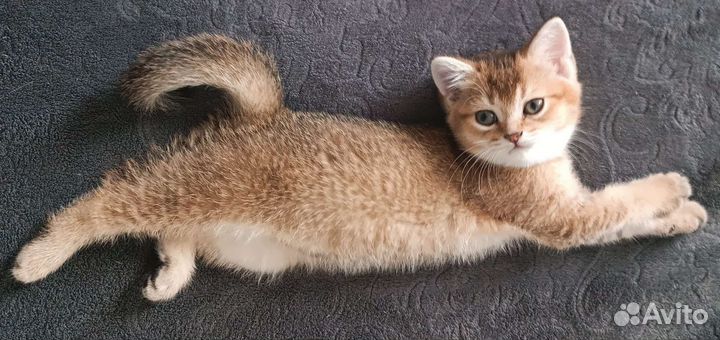 Шотландские прямоухие котята