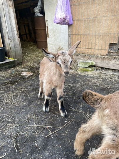 Козлята