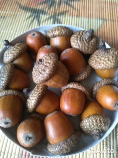 Жёлуди красного дуба