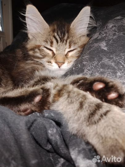 Кошки мейн-кун
