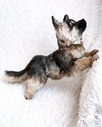 Реалистичный щенок