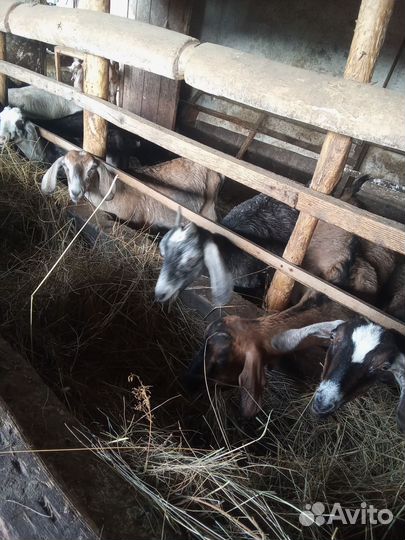 Нубийские козы