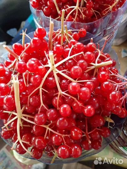 Калина 6литров