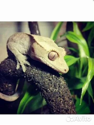Реснитчатый бананоед-очаровательные геккон объявление продам