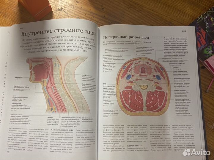 Книга Анатомия человека