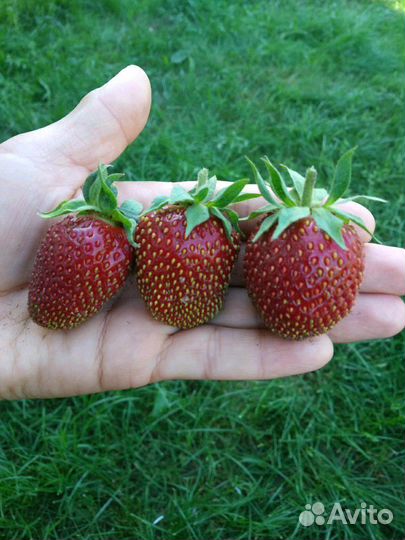 Рассада клубники. марышка ягоды темновишневые