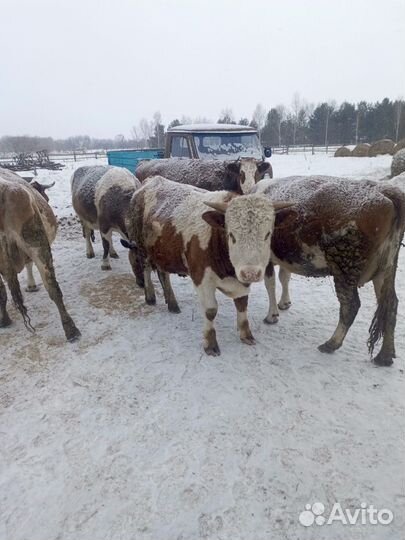 Продается бык