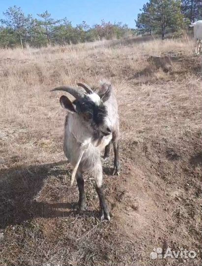 Козел вязка