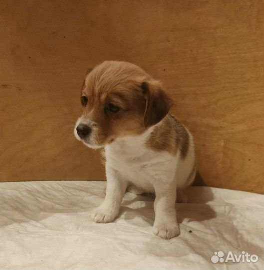 Почти Джек Рассел